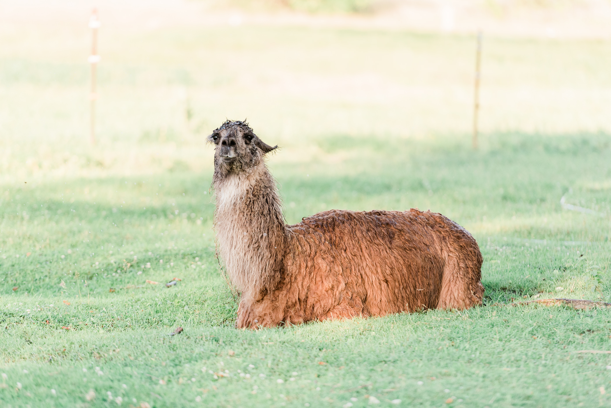 Pioneer Creek Farm Wedding Photographers - Larissa Marie Photography